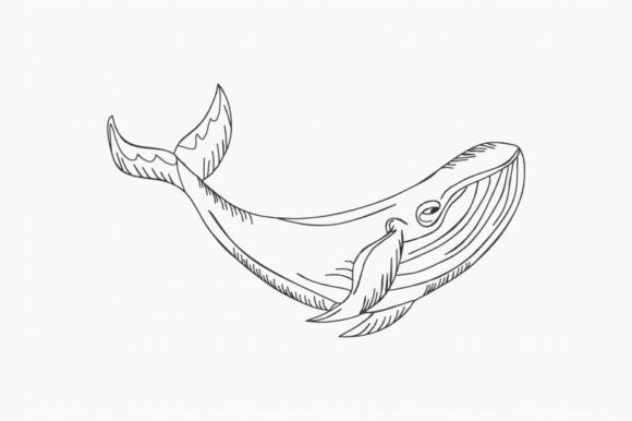Blue Whale Line Art