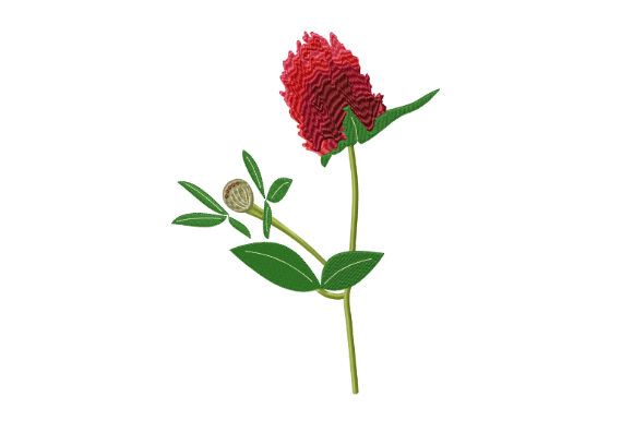 Red Clover Flower Review